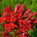 Lobelia cardinal (ljubičasta, lobelia cardinalis): crvena, akvarijumska, vatrena